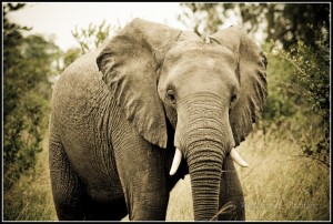大象玛姬